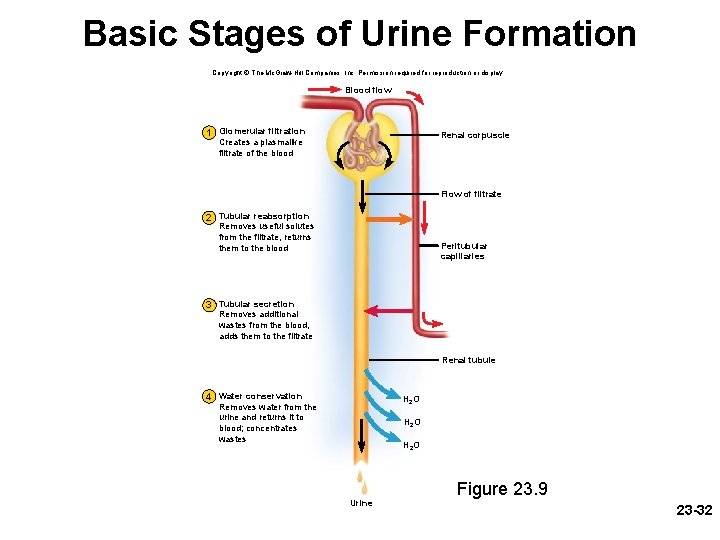 Basic Stages of Urine Formation Copyright © The Mc. Graw-Hill Companies, Inc. Permission required Basic Stages of Urine Formation Copyright © The Mc. Graw-Hill Companies, Inc. Permission required