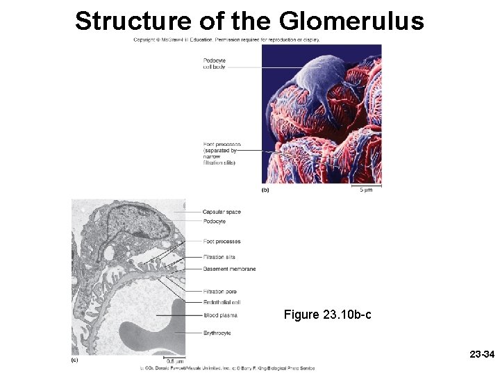 Structure of the Glomerulus Figure 23. 10 b-c 23 -34 Structure of the Glomerulus Figure 23. 10 b-c 23 -34