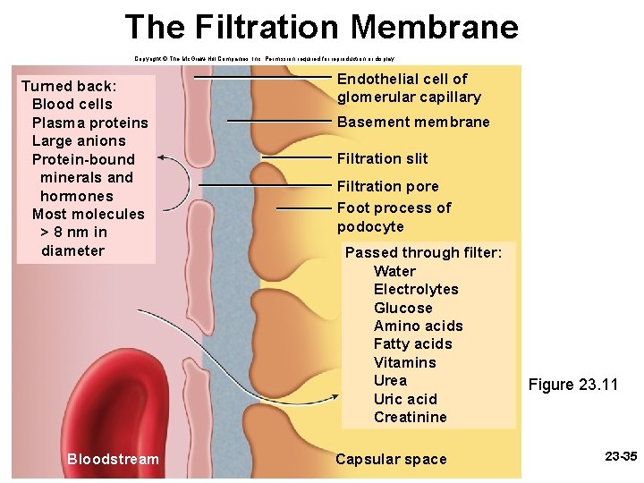 The Filtration Membrane Copyright © The Mc. Graw-Hill Companies, Inc. Permission required for reproduction The Filtration Membrane Copyright © The Mc. Graw-Hill Companies, Inc. Permission required for reproduction