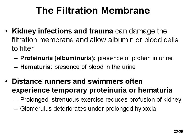 The Filtration Membrane • Kidney infections and trauma can damage the filtration membrane and The Filtration Membrane • Kidney infections and trauma can damage the filtration membrane and
