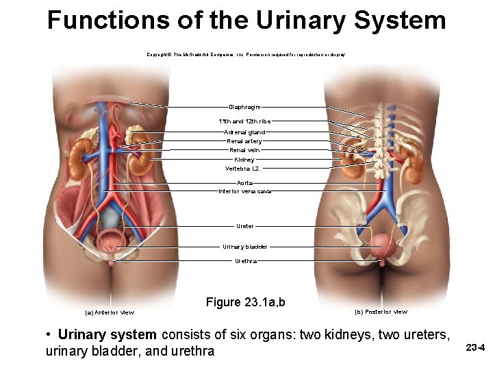 Functions of the Urinary System Copyright © The Mc. Graw-Hill Companies, Inc. Permission required Functions of the Urinary System Copyright © The Mc. Graw-Hill Companies, Inc. Permission required