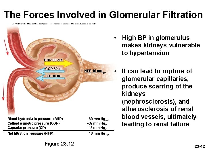 The Forces Involved in Glomerular Filtration Copyright © The Mc. Graw-Hill Companies, Inc. Permission The Forces Involved in Glomerular Filtration Copyright © The Mc. Graw-Hill Companies, Inc. Permission
