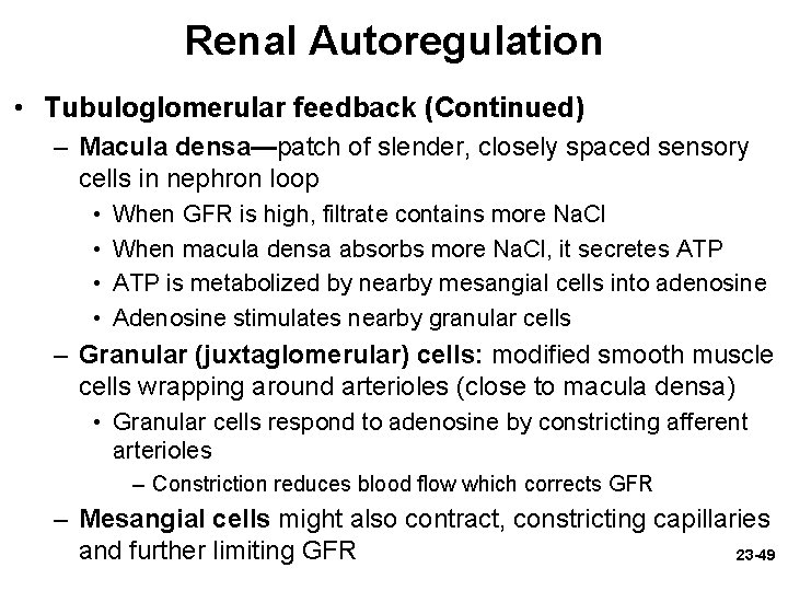 Renal Autoregulation • Tubuloglomerular feedback (Continued) – Macula densa—patch of slender, closely spaced sensory Renal Autoregulation • Tubuloglomerular feedback (Continued) – Macula densa—patch of slender, closely spaced sensory