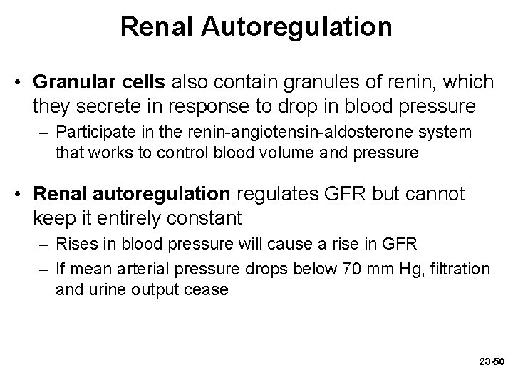 Renal Autoregulation • Granular cells also contain granules of renin, which they secrete in Renal Autoregulation • Granular cells also contain granules of renin, which they secrete in