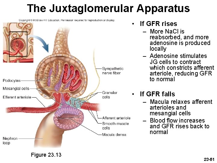 The Juxtaglomerular Apparatus • If GFR rises – More Na. Cl is reabsorbed, and The Juxtaglomerular Apparatus • If GFR rises – More Na. Cl is reabsorbed, and