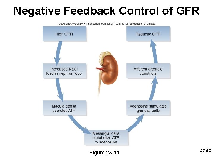 Negative Feedback Control of GFR Figure 23. 14 23 -52 Negative Feedback Control of GFR Figure 23. 14 23 -52
