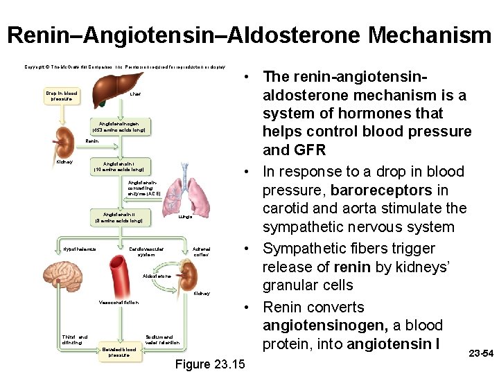 Renin–Angiotensin–Aldosterone Mechanism Copyright © The Mc. Graw-Hill Companies, Inc. Permission required for reproduction or Renin–Angiotensin–Aldosterone Mechanism Copyright © The Mc. Graw-Hill Companies, Inc. Permission required for reproduction or