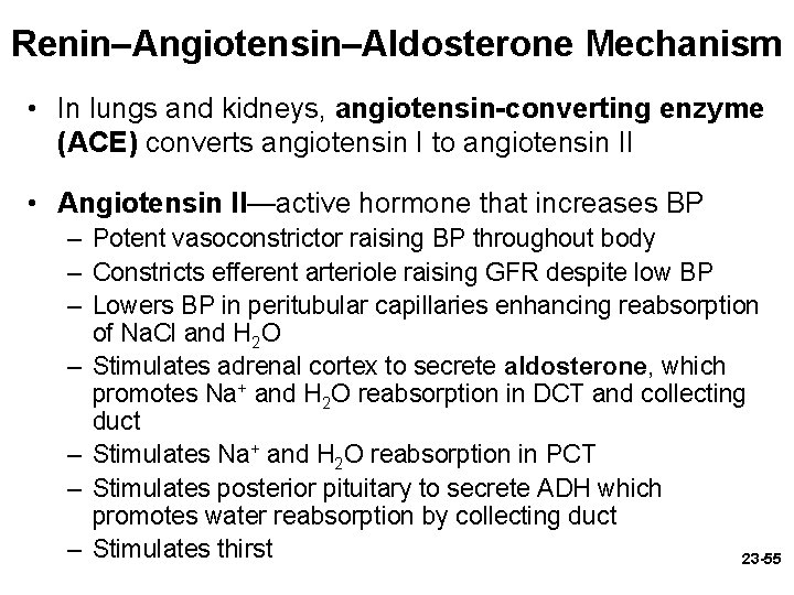 Renin–Angiotensin–Aldosterone Mechanism • In lungs and kidneys, angiotensin-converting enzyme (ACE) converts angiotensin I to Renin–Angiotensin–Aldosterone Mechanism • In lungs and kidneys, angiotensin-converting enzyme (ACE) converts angiotensin I to