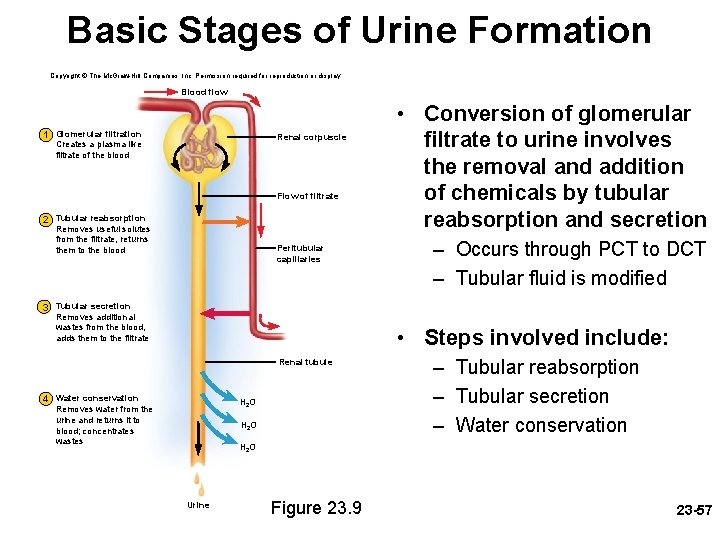 Basic Stages of Urine Formation Copyright © The Mc. Graw-Hill Companies, Inc. Permission required Basic Stages of Urine Formation Copyright © The Mc. Graw-Hill Companies, Inc. Permission required