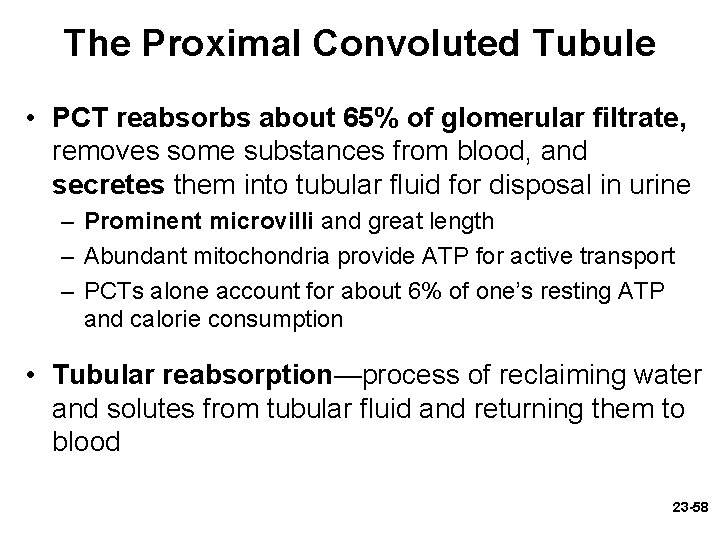 The Proximal Convoluted Tubule • PCT reabsorbs about 65% of glomerular filtrate, removes some The Proximal Convoluted Tubule • PCT reabsorbs about 65% of glomerular filtrate, removes some