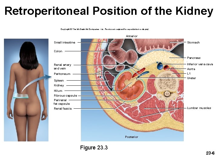 Retroperitoneal Position of the Kidney Copyright © The Mc. Graw-Hill Companies, Inc. Permission required Retroperitoneal Position of the Kidney Copyright © The Mc. Graw-Hill Companies, Inc. Permission required