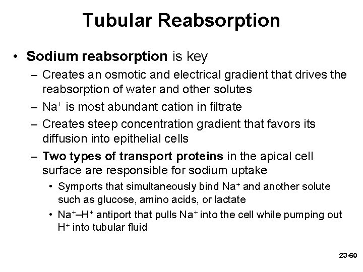 Tubular Reabsorption • Sodium reabsorption is key – Creates an osmotic and electrical gradient Tubular Reabsorption • Sodium reabsorption is key – Creates an osmotic and electrical gradient
