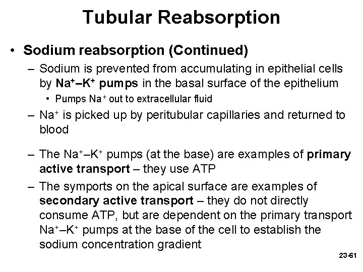 Tubular Reabsorption • Sodium reabsorption (Continued) – Sodium is prevented from accumulating in epithelial Tubular Reabsorption • Sodium reabsorption (Continued) – Sodium is prevented from accumulating in epithelial