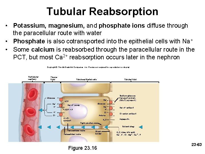 Tubular Reabsorption • Potassium, magnesium, and phosphate ions diffuse through the paracellular route with Tubular Reabsorption • Potassium, magnesium, and phosphate ions diffuse through the paracellular route with