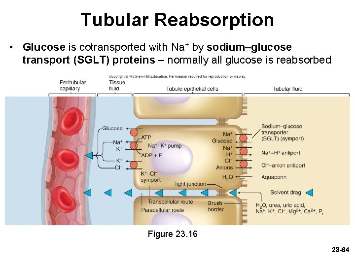 Tubular Reabsorption • Glucose is cotransported with Na+ by sodium–glucose transport (SGLT) proteins – Tubular Reabsorption • Glucose is cotransported with Na+ by sodium–glucose transport (SGLT) proteins –