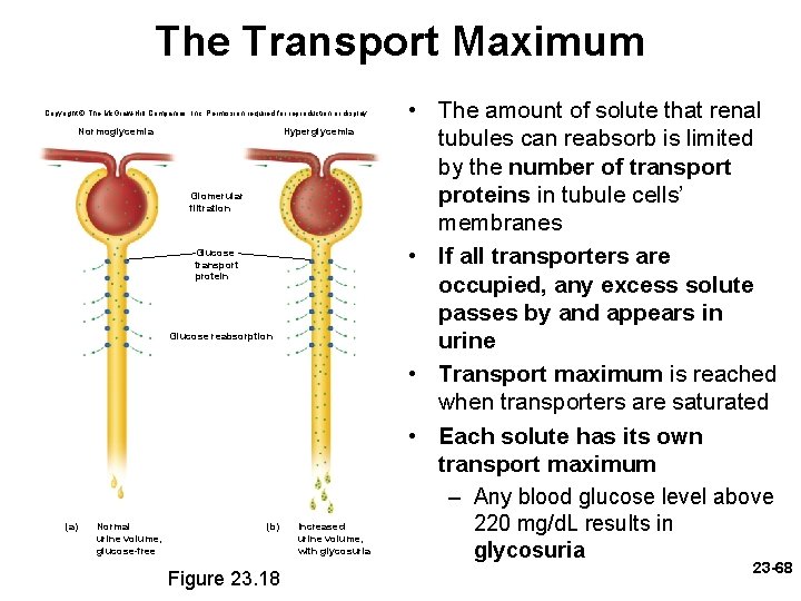 The Transport Maximum Copyright © The Mc. Graw-Hill Companies, Inc. Permission required for reproduction The Transport Maximum Copyright © The Mc. Graw-Hill Companies, Inc. Permission required for reproduction