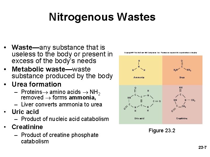 Nitrogenous Wastes • Waste—any substance that is useless to the body or present in Nitrogenous Wastes • Waste—any substance that is useless to the body or present in