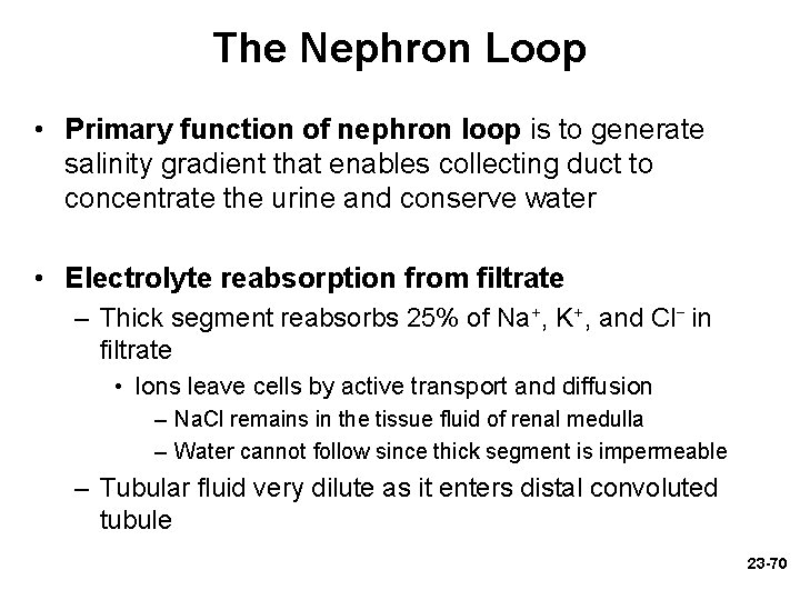 The Nephron Loop • Primary function of nephron loop is to generate salinity gradient The Nephron Loop • Primary function of nephron loop is to generate salinity gradient