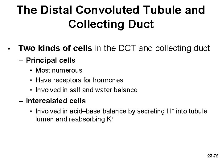 The Distal Convoluted Tubule and Collecting Duct • Two kinds of cells in the The Distal Convoluted Tubule and Collecting Duct • Two kinds of cells in the