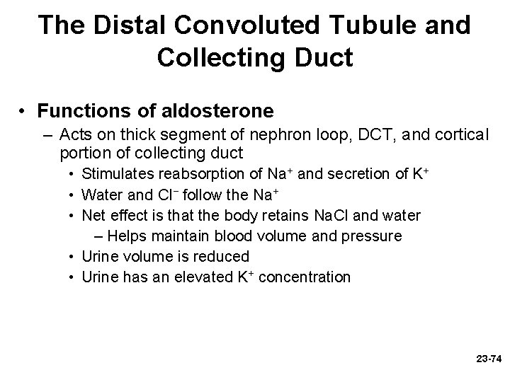 The Distal Convoluted Tubule and Collecting Duct • Functions of aldosterone – Acts on The Distal Convoluted Tubule and Collecting Duct • Functions of aldosterone – Acts on