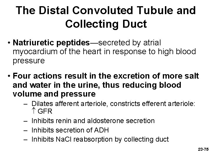 The Distal Convoluted Tubule and Collecting Duct • Natriuretic peptides—secreted by atrial myocardium of The Distal Convoluted Tubule and Collecting Duct • Natriuretic peptides—secreted by atrial myocardium of