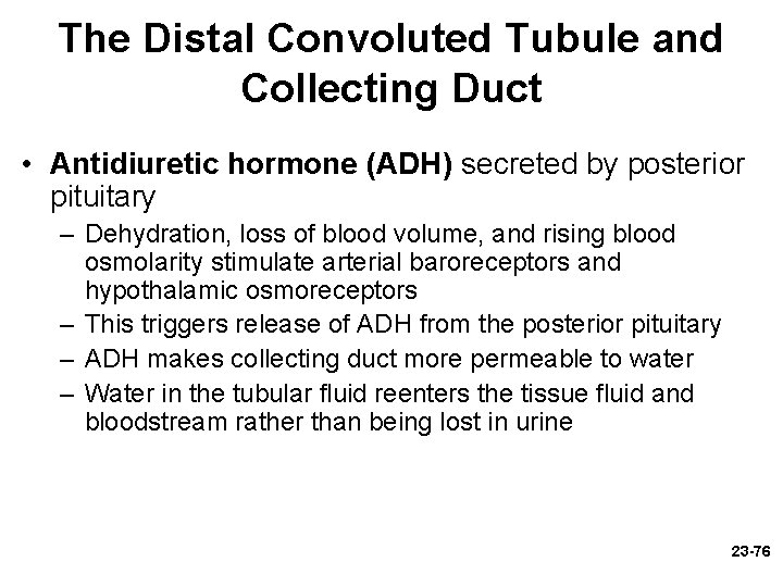 The Distal Convoluted Tubule and Collecting Duct • Antidiuretic hormone (ADH) secreted by posterior The Distal Convoluted Tubule and Collecting Duct • Antidiuretic hormone (ADH) secreted by posterior
