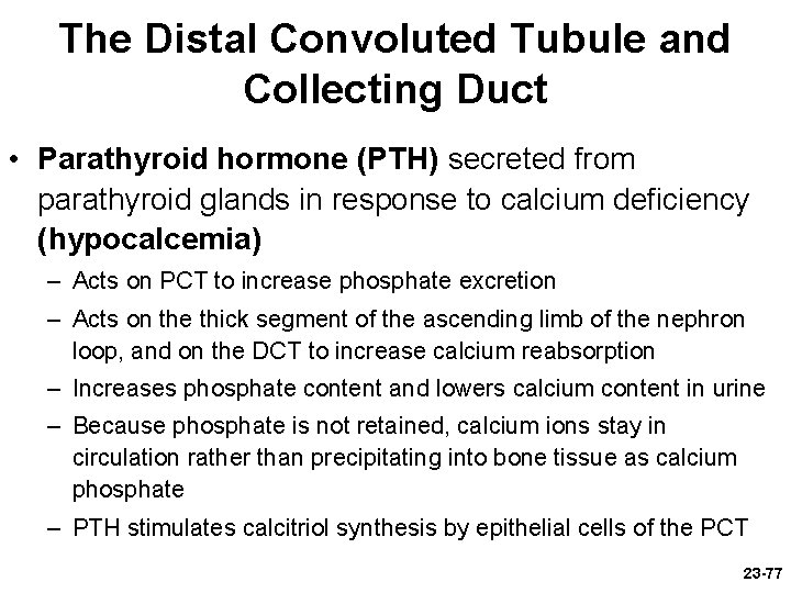 The Distal Convoluted Tubule and Collecting Duct • Parathyroid hormone (PTH) secreted from parathyroid The Distal Convoluted Tubule and Collecting Duct • Parathyroid hormone (PTH) secreted from parathyroid