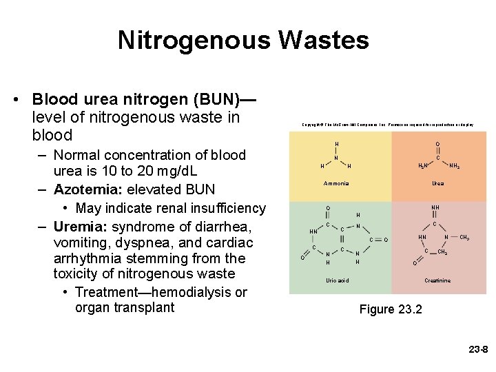 Nitrogenous Wastes • Blood urea nitrogen (BUN)— level of nitrogenous waste in blood – Nitrogenous Wastes • Blood urea nitrogen (BUN)— level of nitrogenous waste in blood –