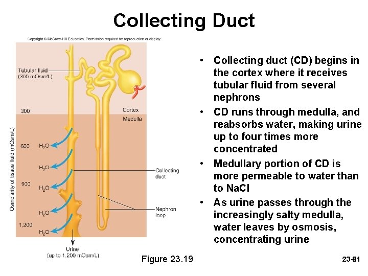Collecting Duct • Collecting duct (CD) begins in the cortex where it receives tubular Collecting Duct • Collecting duct (CD) begins in the cortex where it receives tubular