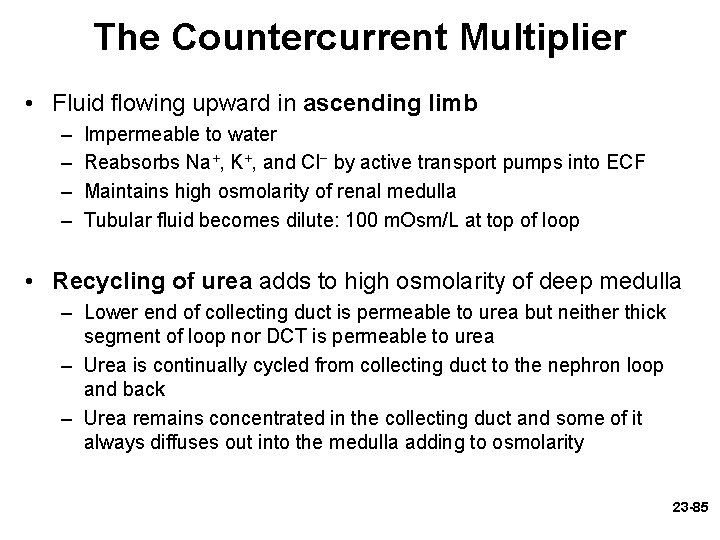 The Countercurrent Multiplier • Fluid flowing upward in ascending limb – – Impermeable to The Countercurrent Multiplier • Fluid flowing upward in ascending limb – – Impermeable to