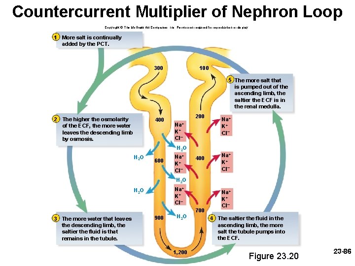 Countercurrent Multiplier of Nephron Loop Copyright © The Mc. Graw-Hill Companies, Inc. Permission required Countercurrent Multiplier of Nephron Loop Copyright © The Mc. Graw-Hill Companies, Inc. Permission required