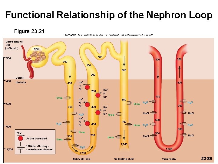 Functional Relationship of the Nephron Loop Figure 23. 21 Osmolarity of ECF (m. Osm/L) Functional Relationship of the Nephron Loop Figure 23. 21 Osmolarity of ECF (m. Osm/L)