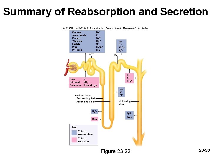 Summary of Reabsorption and Secretion Copyright © The Mc. Graw-Hill Companies, Inc. Permission required Summary of Reabsorption and Secretion Copyright © The Mc. Graw-Hill Companies, Inc. Permission required