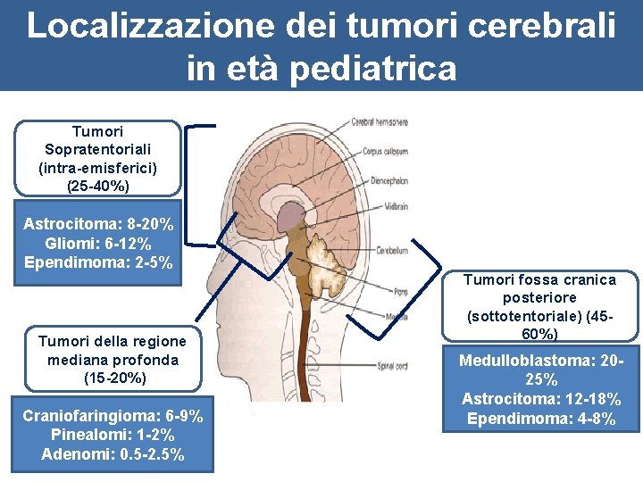 Localizzazione dei tumori cerebrali in età pediatrica Tumori Sopratentoriali (intra-emisferici) (25 -40%) Astrocitoma: 8