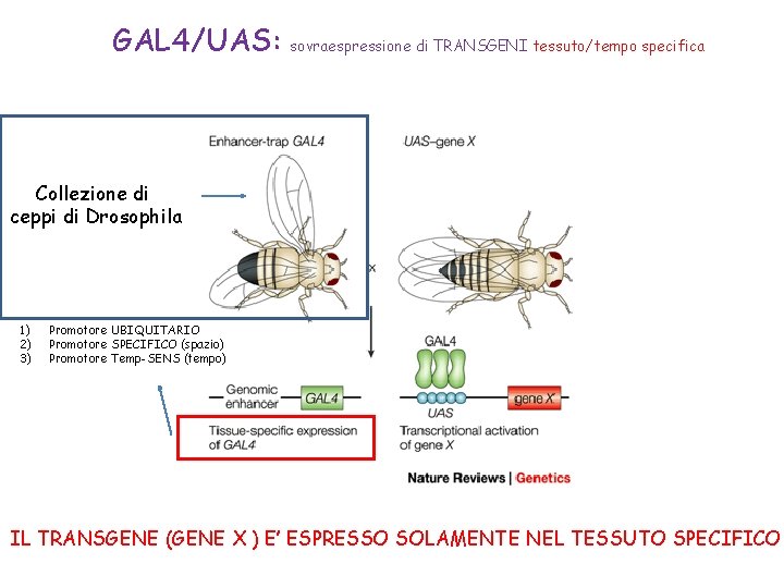 GAL 4/UAS: sovraespressione di TRANSGENI tessuto/tempo specifica Collezione di ceppi di Drosophila 1) 2)