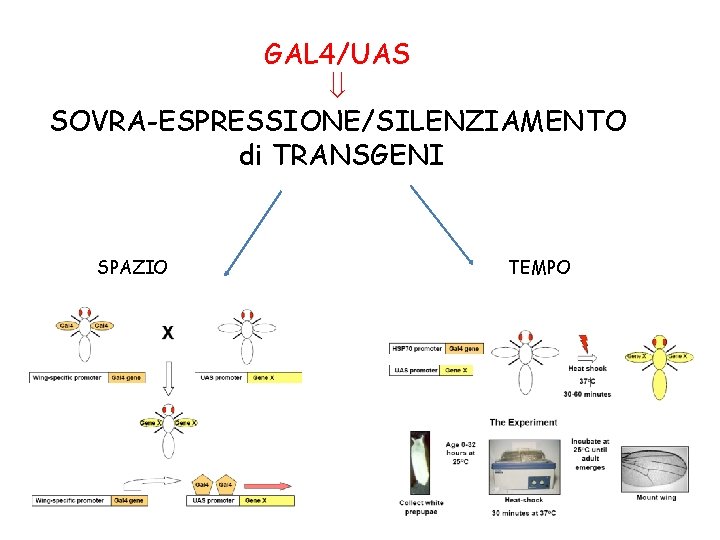 GAL 4/UAS SOVRA-ESPRESSIONE/SILENZIAMENTO di TRANSGENI SPAZIO TEMPO 