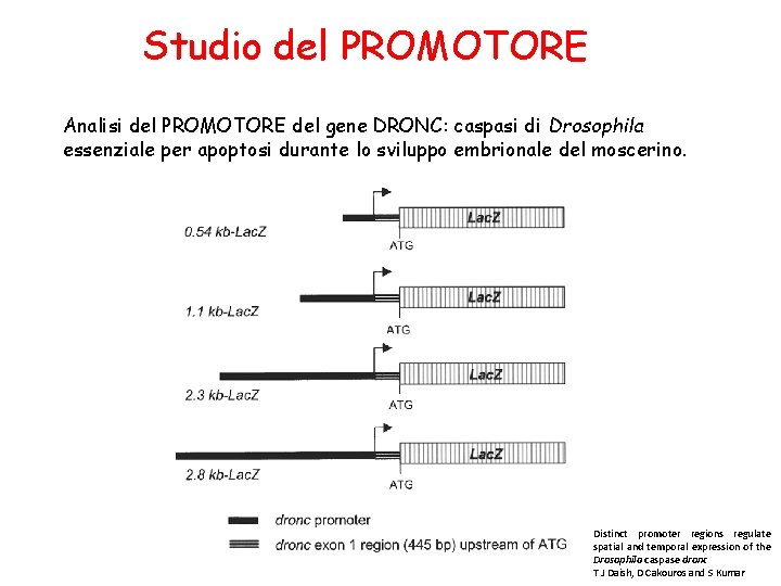 Studio del PROMOTORE Analisi del PROMOTORE del gene DRONC: caspasi di Drosophila essenziale per