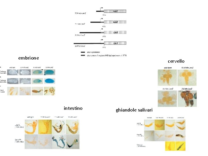 embrione cervello intestino ghiandole salivari 