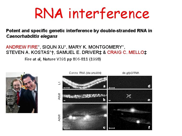 RNA interference Potent and specific genetic interference by double-stranded RNA in Caenorhabditis elegans ANDREW
