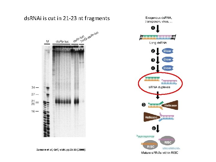 ds. RNAi is cut in 21 -23 nt fragments Zamore et al, Cell, v