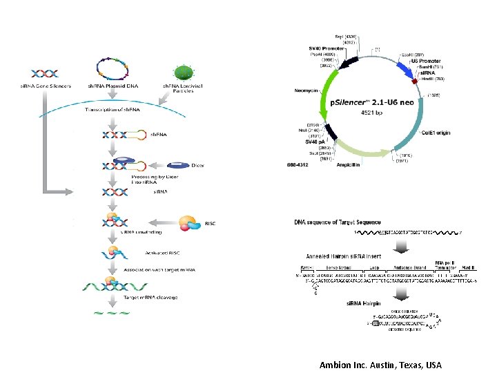Ambion Inc. Austin, Texas, USA 