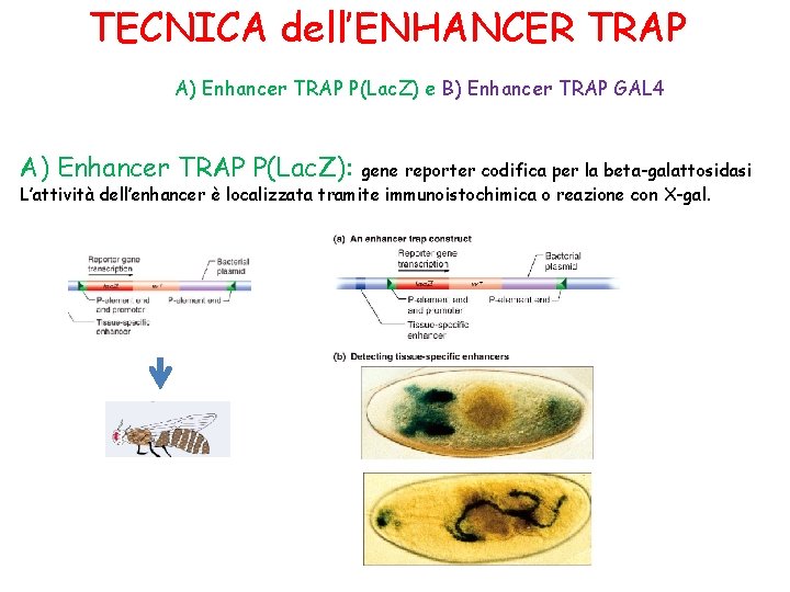 TECNICA dell’ENHANCER TRAP A) Enhancer TRAP P(Lac. Z) e B) Enhancer TRAP GAL 4