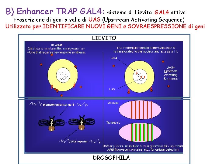 B) Enhancer TRAP GAL 4: sistema di Lievito. GAL 4 attiva trascrizione di geni