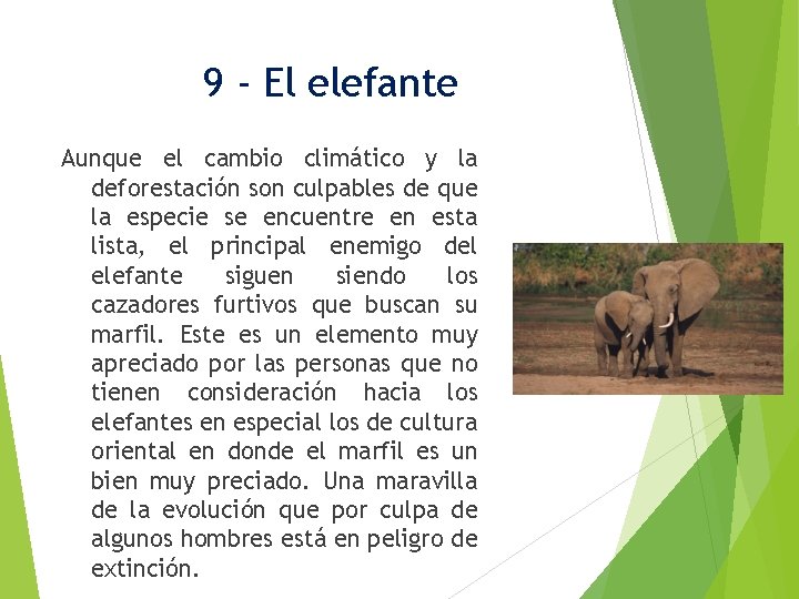 9 - El elefante Aunque el cambio climático y la deforestación son culpables de