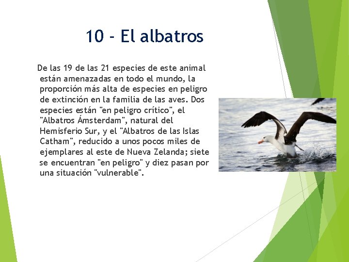 10 - El albatros De las 19 de las 21 especies de este animal