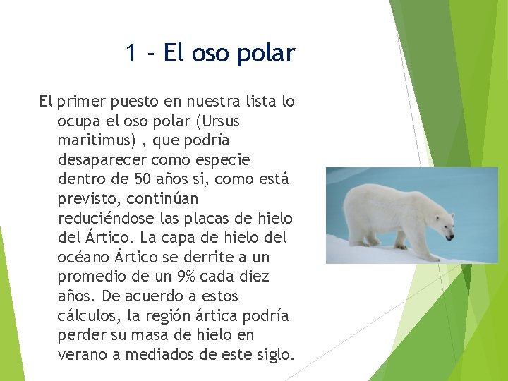 1 - El oso polar El primer puesto en nuestra lista lo ocupa el