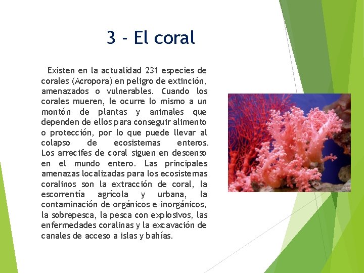 3 - El coral Existen en la actualidad 231 especies de corales (Acropora) en