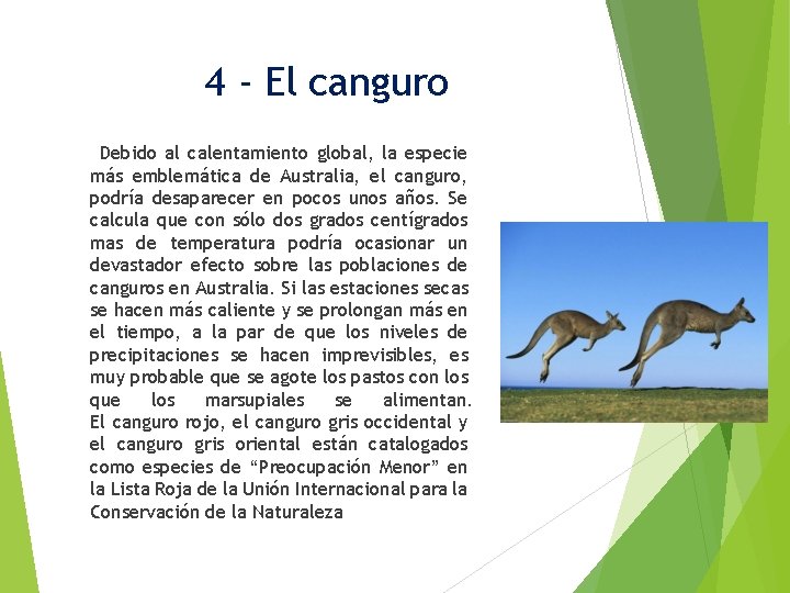 4 - El canguro Debido al calentamiento global, la especie más emblemática de Australia,