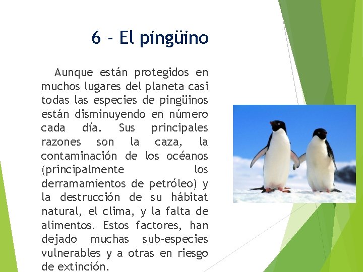 6 - El pingüino Aunque están protegidos en muchos lugares del planeta casi todas