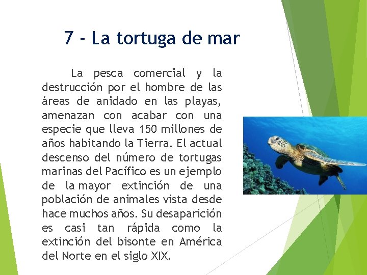 7 - La tortuga de mar La pesca comercial y la destrucción por el